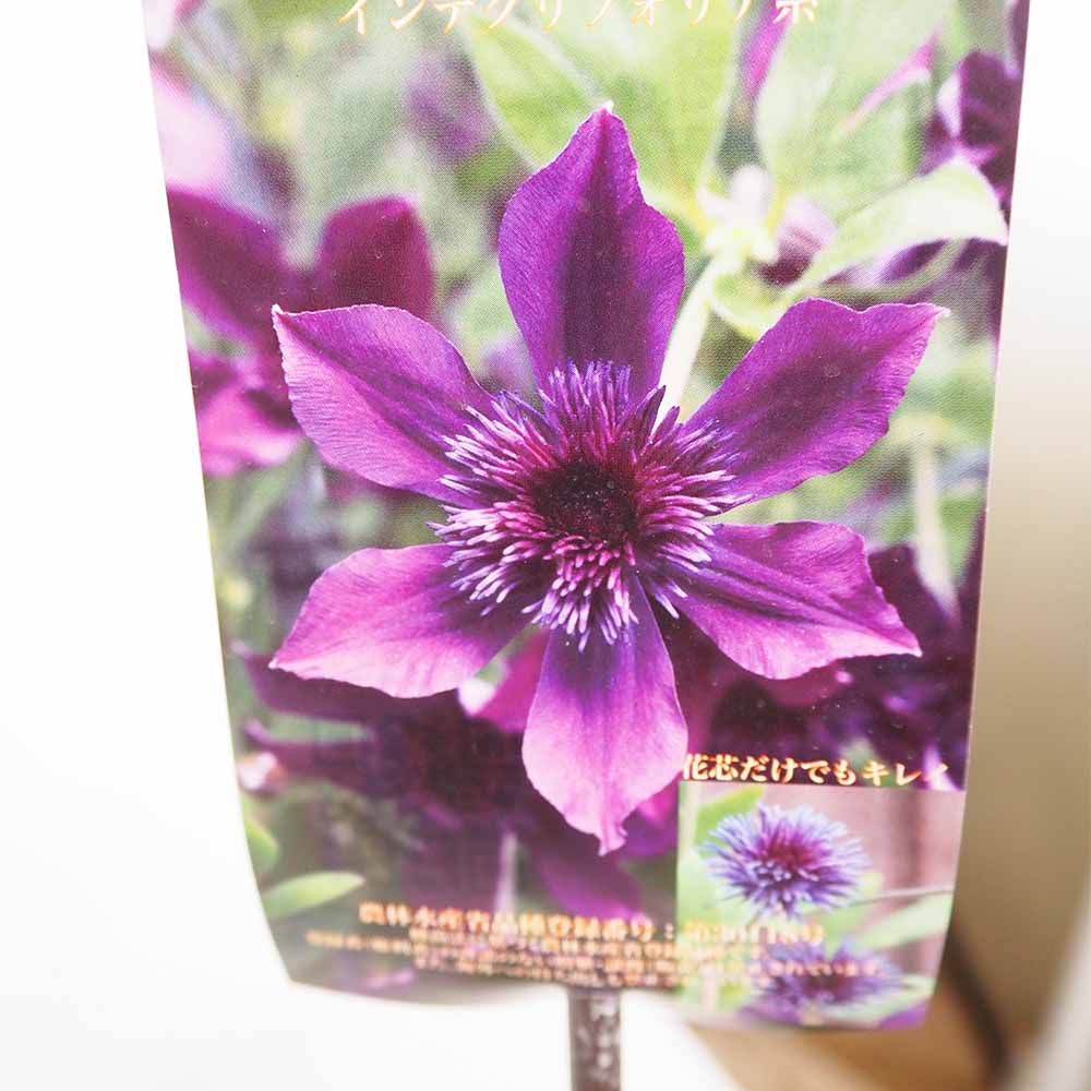 クレマチス アフロ ボーイ 【花苗 4号／1個売り】