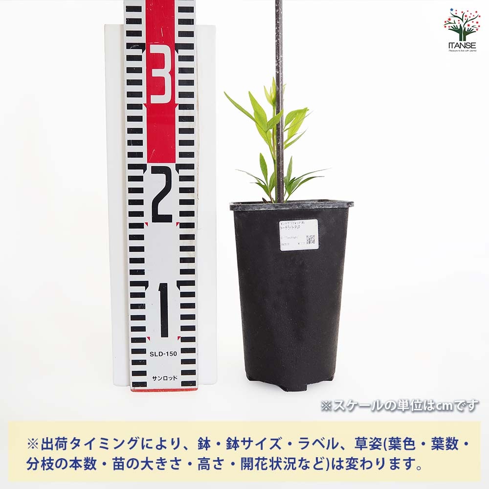 クレマチス トーチライト 【花苗 4号／1個売り】｜ 【植物の