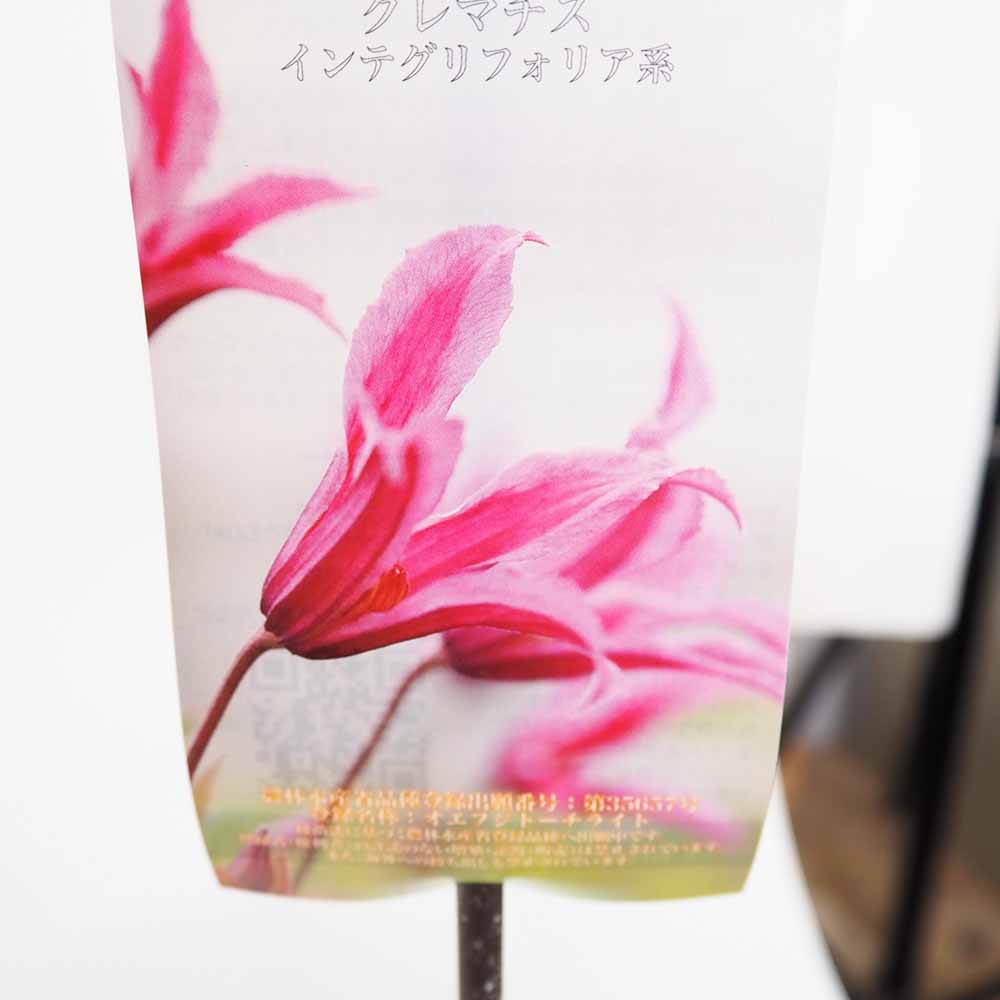 クレマチス トーチライト 【花苗 4号／1個売り】