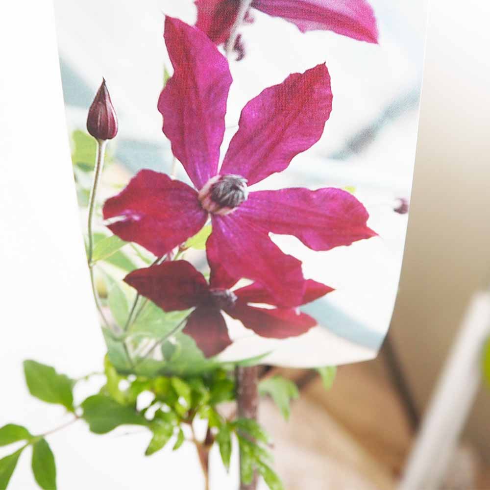 クレマチス ビクター ヒューゴ 【花苗 4号／1個売り】