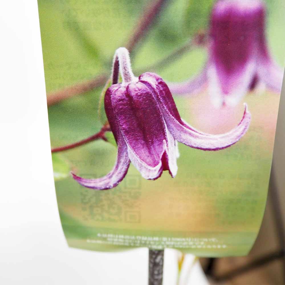 クレマチス ファッシネーション 【花苗 4号／1個売り】