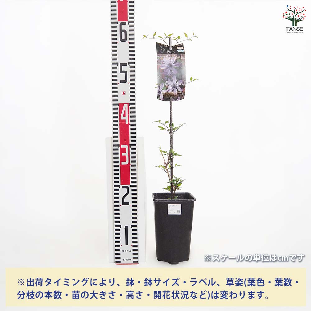 クレマチス 流星 【花苗 4号／1個売り】｜ 【植物のITANSE】全品