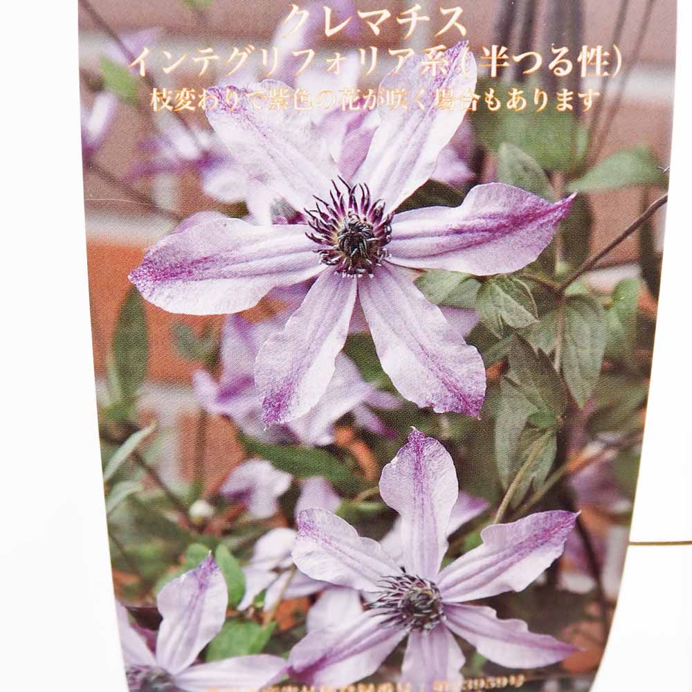 クレマチス 流星 【花苗 4号／1個売り】｜ 【植物のITANSE】全品
