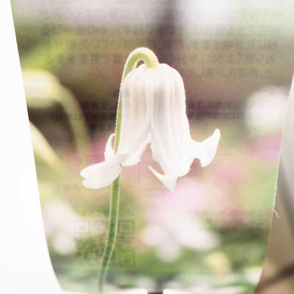 クレマチス インテグリフォリア アルバ 【花苗 4号／1個売り】