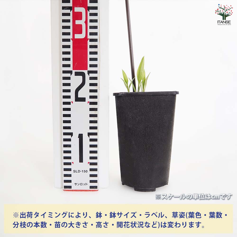 クレマチス 桃鈴 【花苗 4号／1個売り】｜ 【植物のITANSE】全品