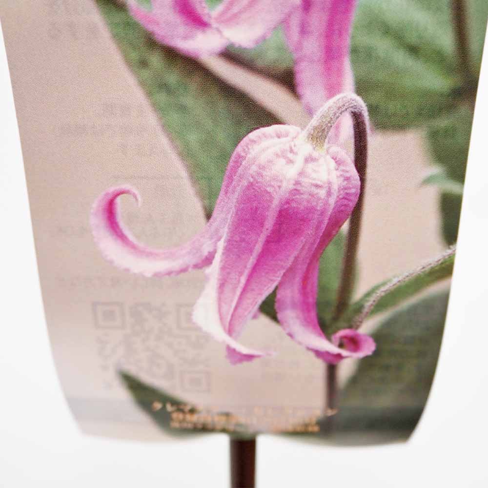 クレマチス 桃鈴 【花苗 4号／1個売り】