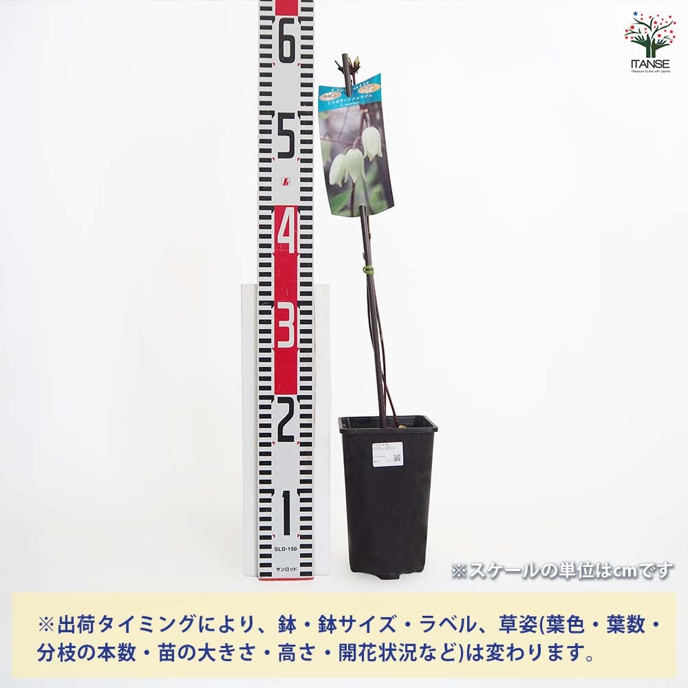 クレマチス トリガタハンショウヅル 【花苗 4号／1個売り】｜ 【植物の