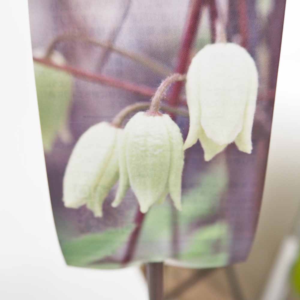 クレマチス トリガタハンショウヅル 【花苗 4号／1個売り】