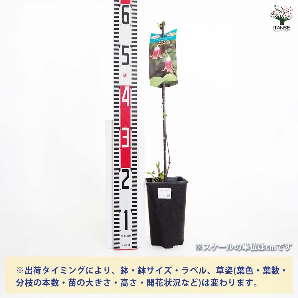 クレマチス ハンショウヅル(ジャポニカ) 【花苗 4号／1個売り