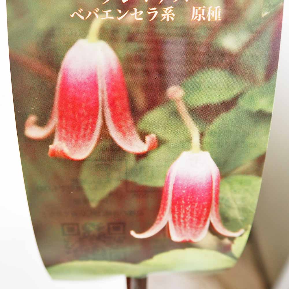 クレマチス ハンショウヅル(ジャポニカ) 【花苗 4号／1個売り】