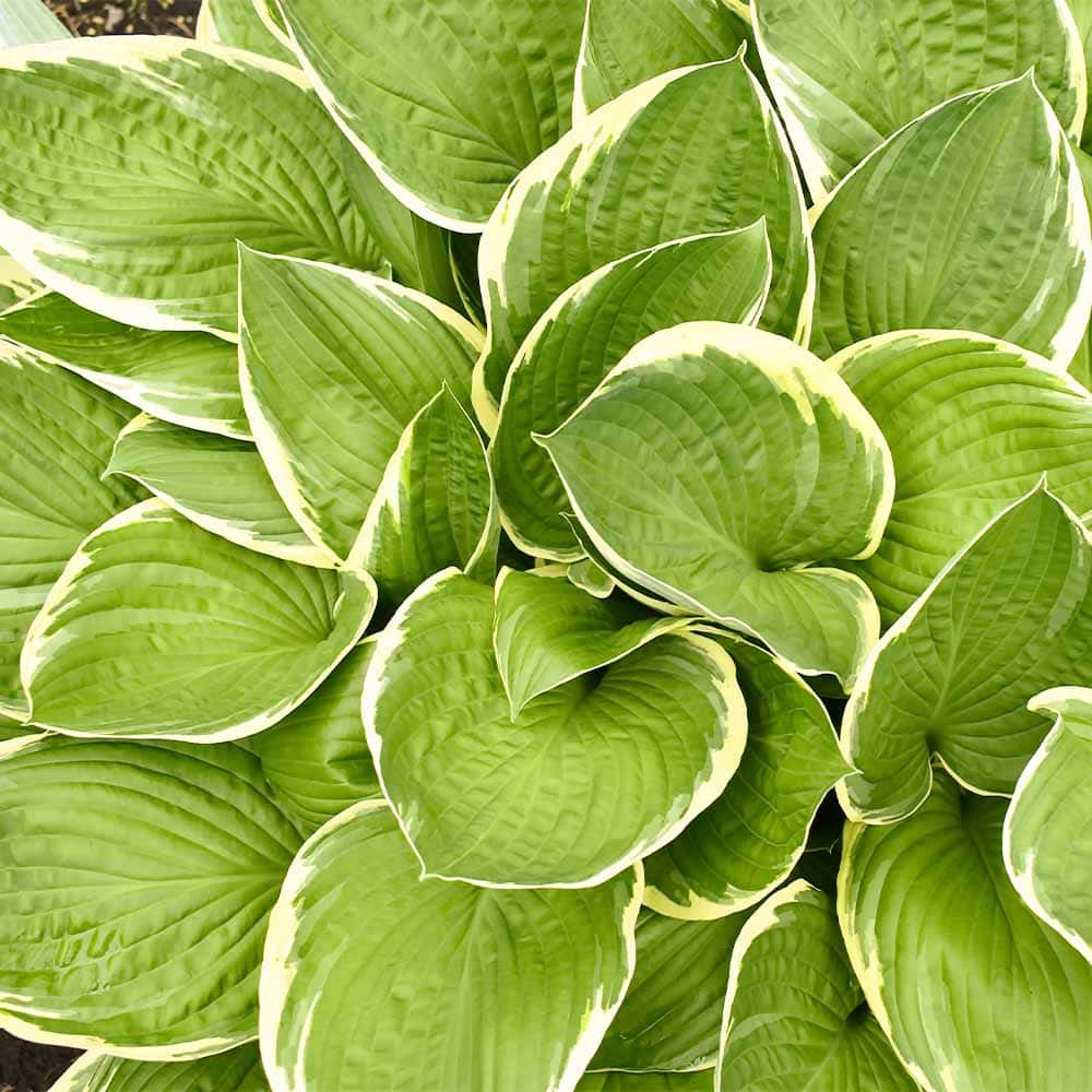 ホスタ フラグラントブーケ 【花苗 3.5号】