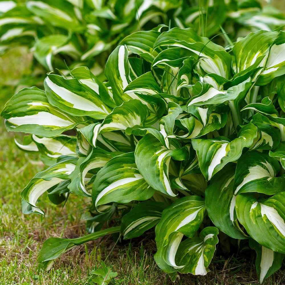 ホスタ メディオバリエガータ 【花苗 3.5号】