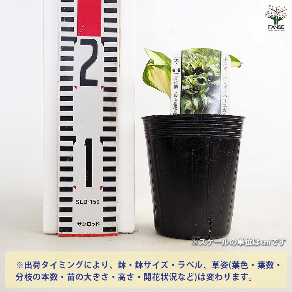 ホスタ メディオバリエガータ 【花苗 3.5号】｜ 【植物のITANSE
