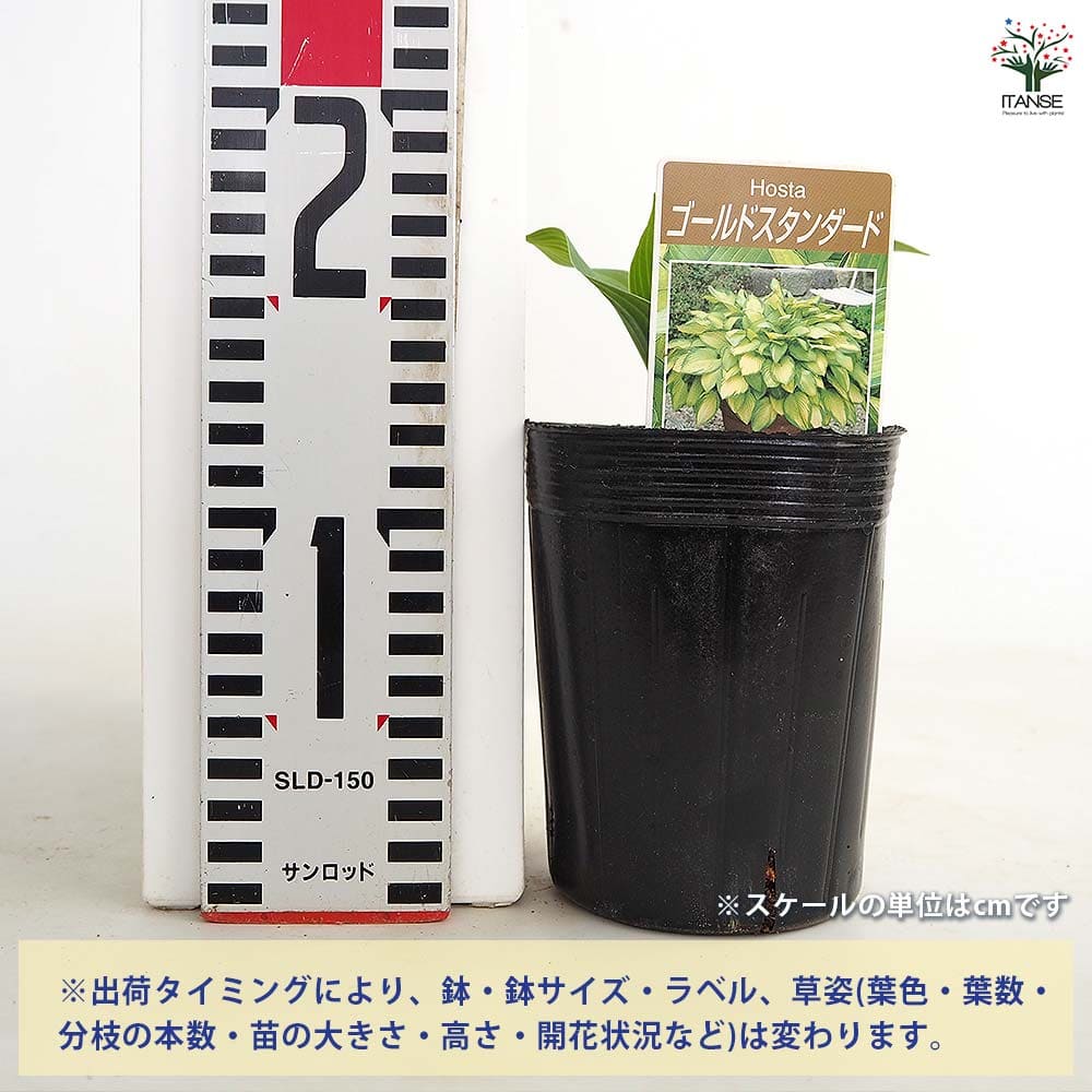 ホスタ ゴールドスタンダード 【花苗 3.5号】｜ 【植物のITANSE