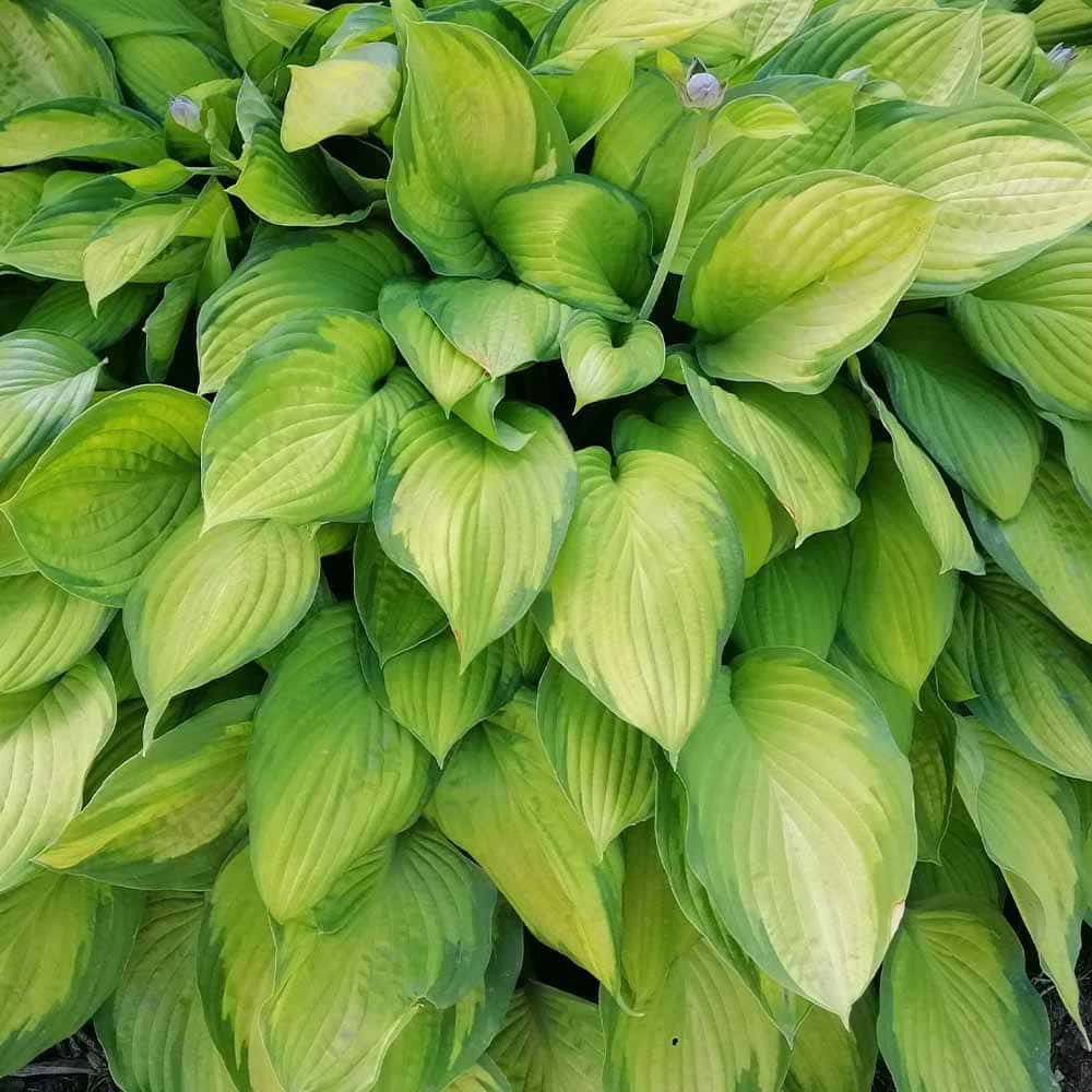 ホスタ ゴールドスタンダード 【花苗 3.5号】