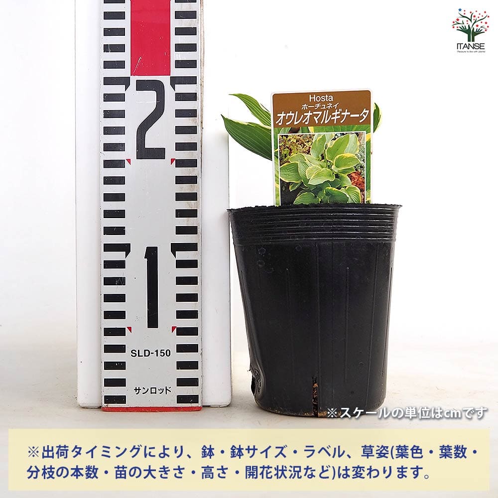 ホスタ オーレオ マルギナータ 【花苗 3.5号】｜ 【植物のITANSE