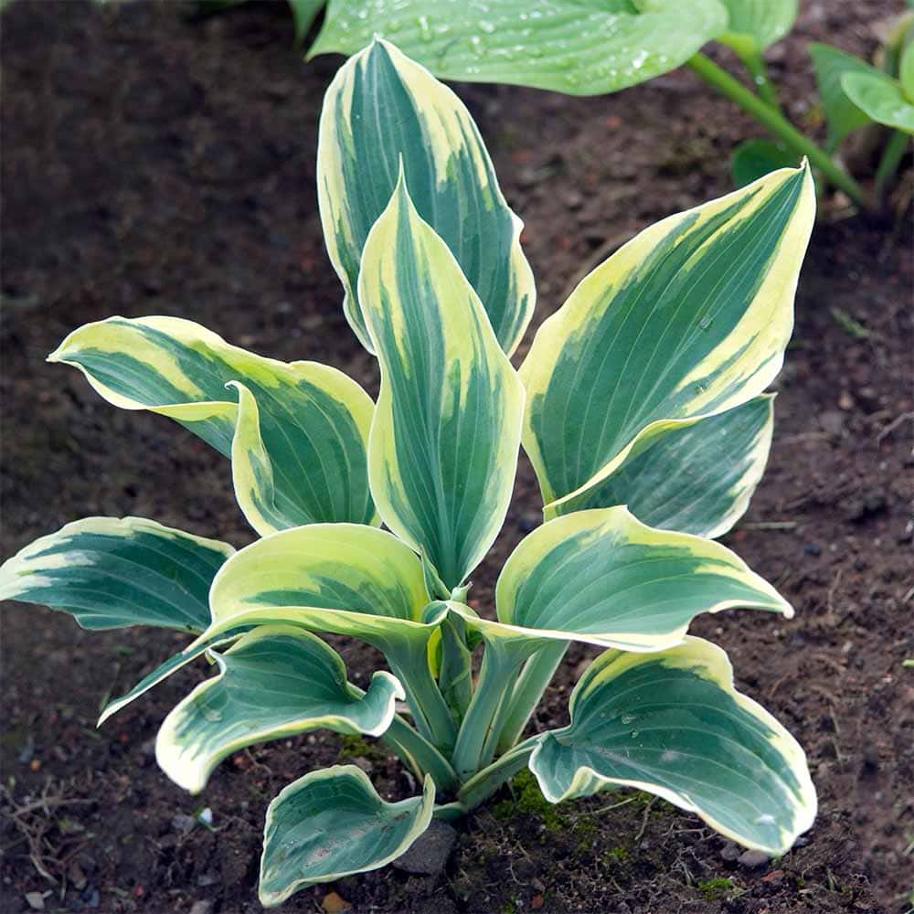 ホスタ オーレオ マルギナータ 【花苗 3.5号】