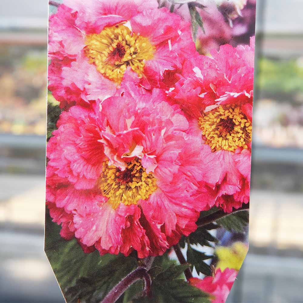 ゲウム ボヘミアピンク 【花苗 3.5号】