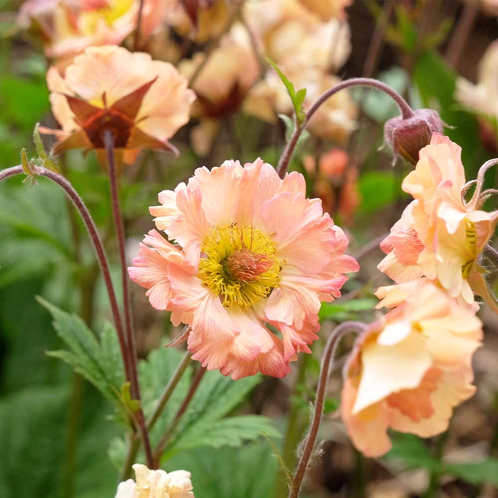 ゲウム マイタイ 【花苗 3.5号】