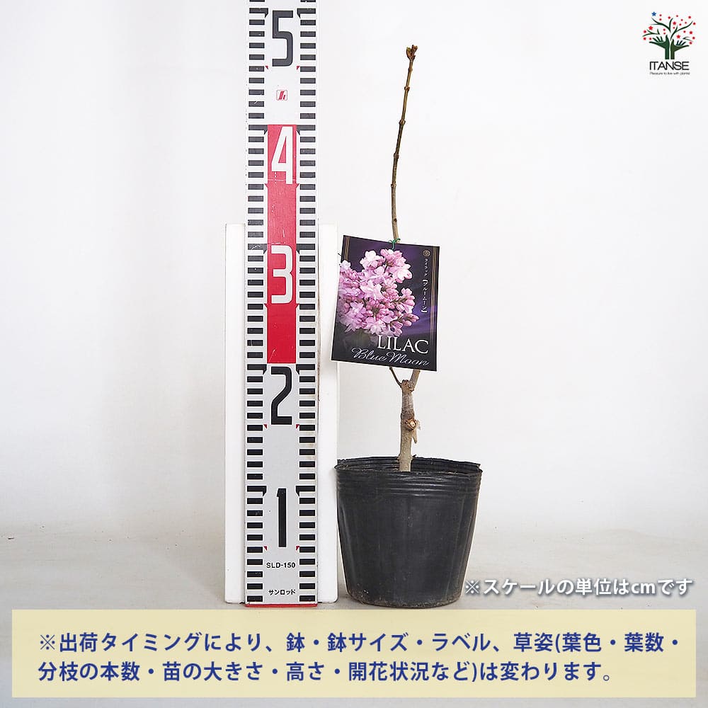 ライラック ブルームーン 【花木苗 4号】｜ 【植物のITANSE