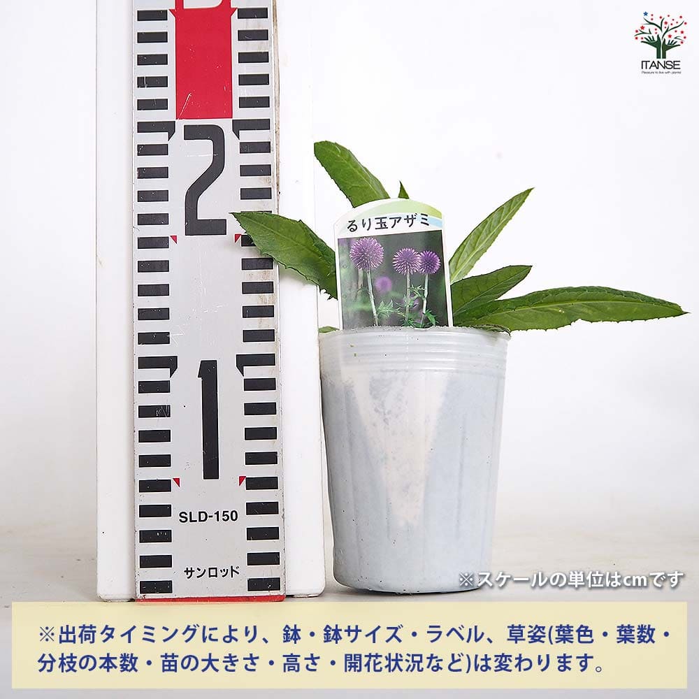 るり玉アザミ 【花苗 3号】｜ 【植物のITANSE】全品送料無料・即