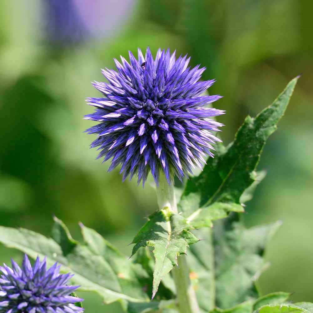 るり玉アザミ 【花苗 3号】