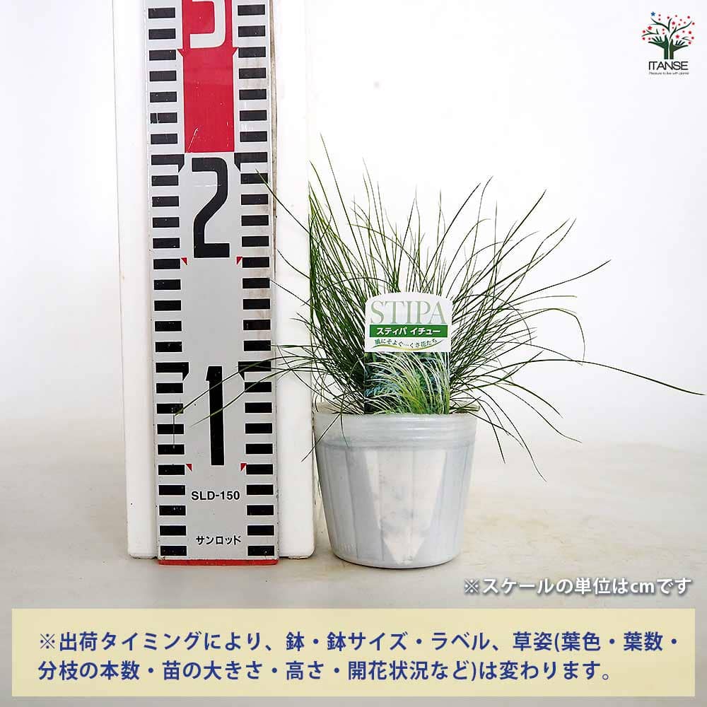 らずん様ご相談ページ スティパ イチュー苗 中〜大株 スティパ イチュー 【花苗 3.5号】｜ 【植物のITANSE】全品送料