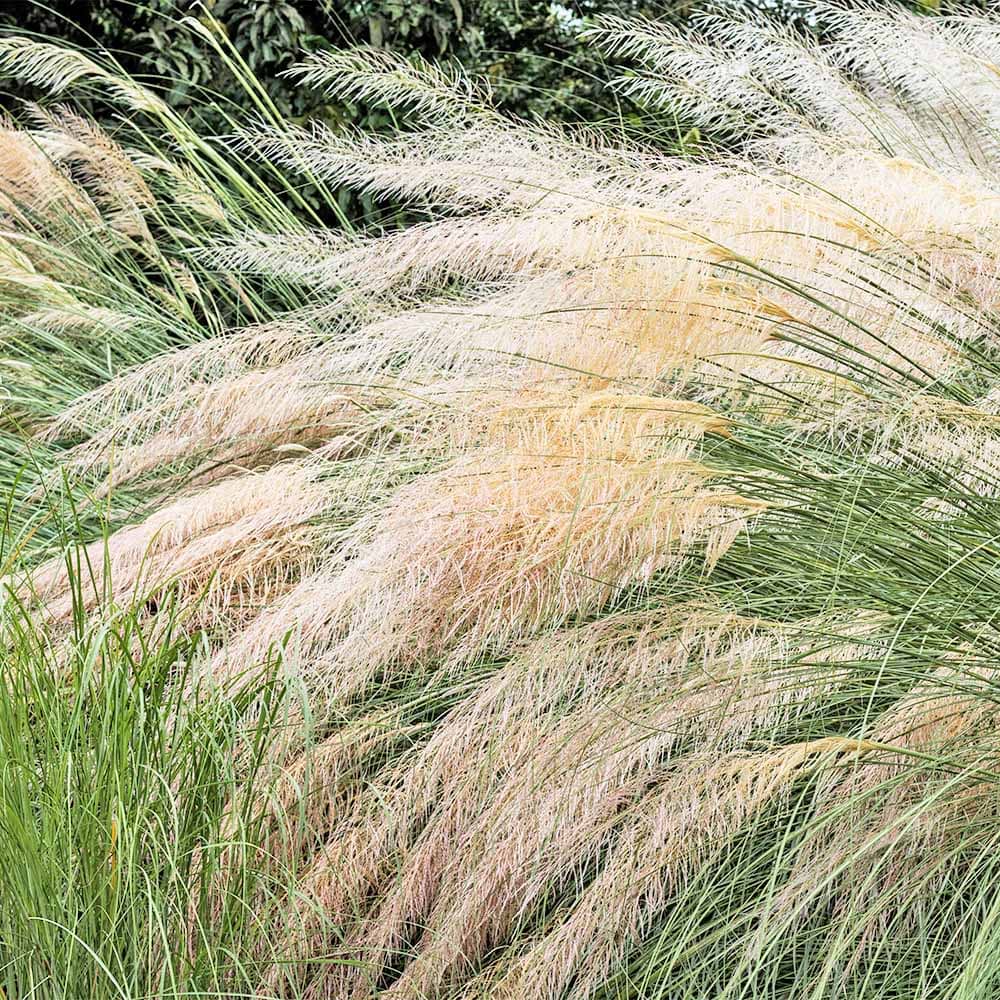 スティパ イチュー 【花苗 3.5号】