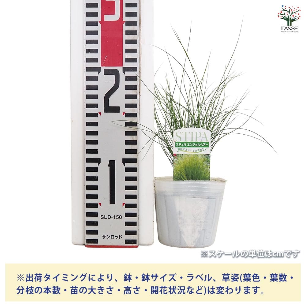 saku sakura様連絡用スティパエンジェルヘアー苗 中〜大サイズ 399円 スティパ エンジェルヘアー 3号ポット苗 : 苗木部 花ひろばオンライン