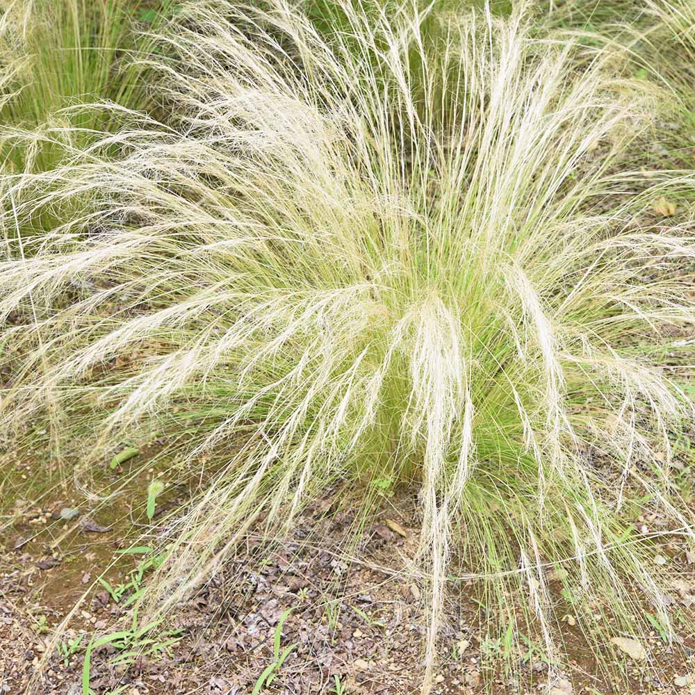 スティパ エンジェルヘアー 【花苗 3.5号】