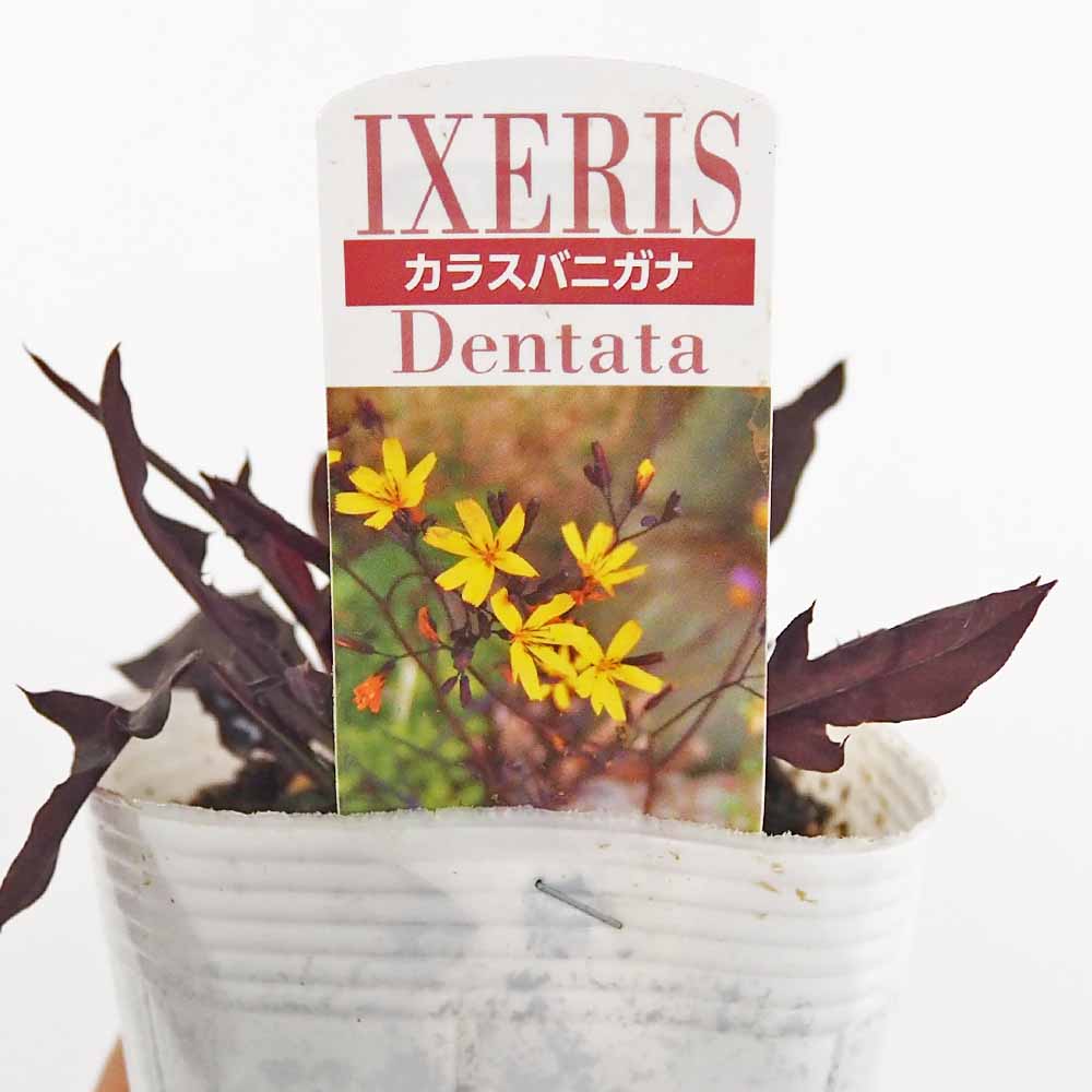 カラスバニガナ(黒葉ニガナ) 【花苗 3.5号】