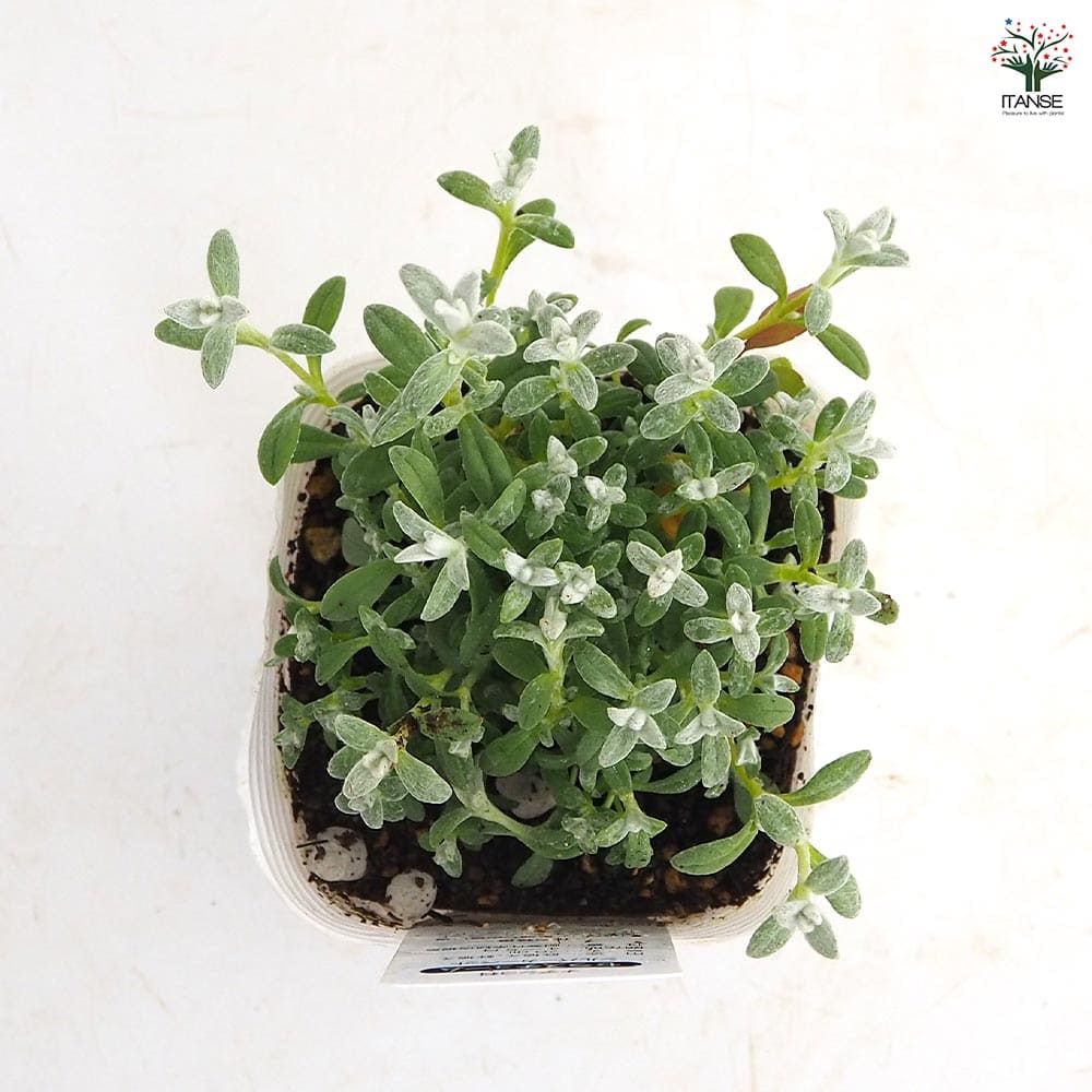 セラスチューム シルバーカーペット 【花苗 3.5号】｜ 【植物の