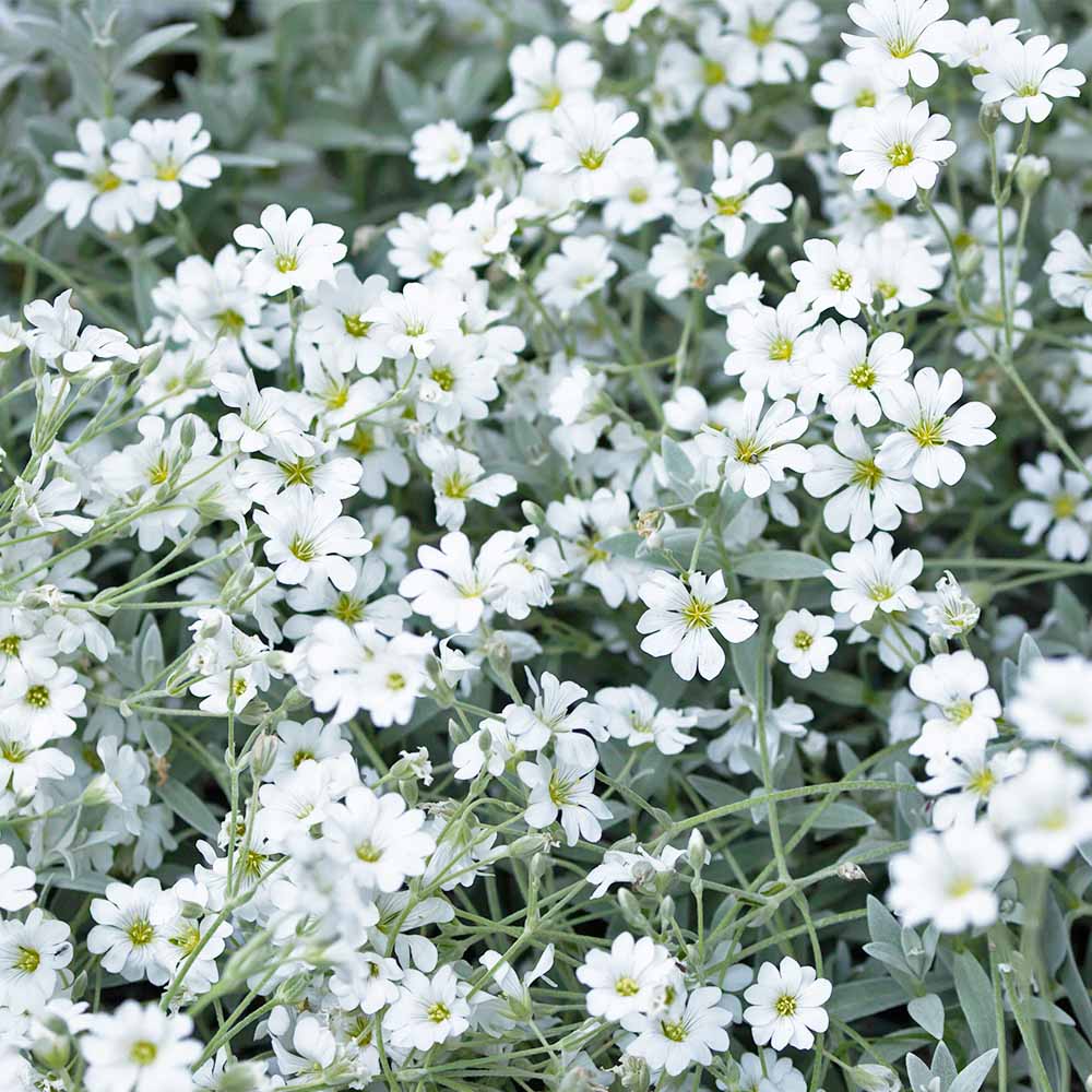 セラスチューム シルバーカーペット 【花苗 3.5号】