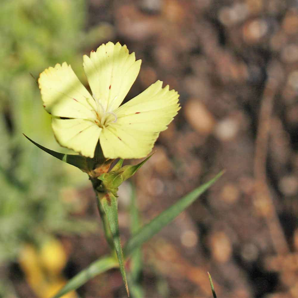 ダイアンサス ナッピーイエロー 【花苗 3.5号】