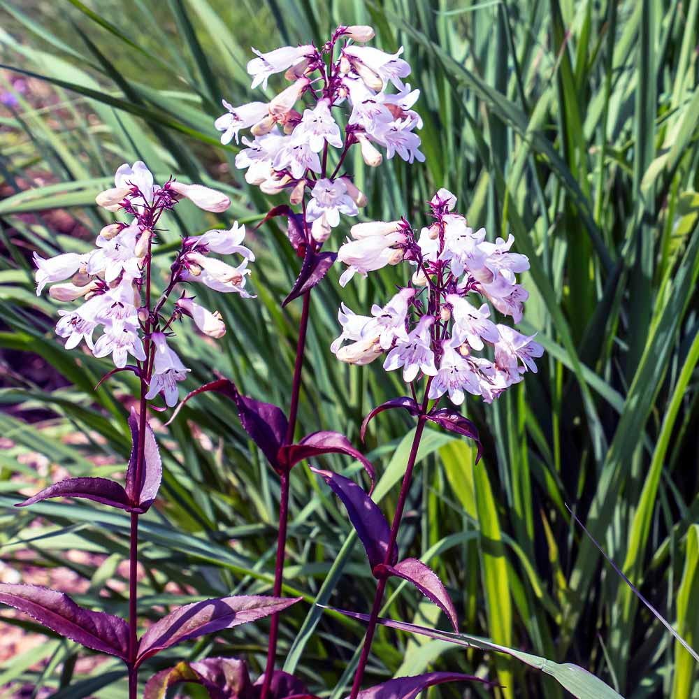 ペンステモン ハスカーレッド 【花苗 3.5号】