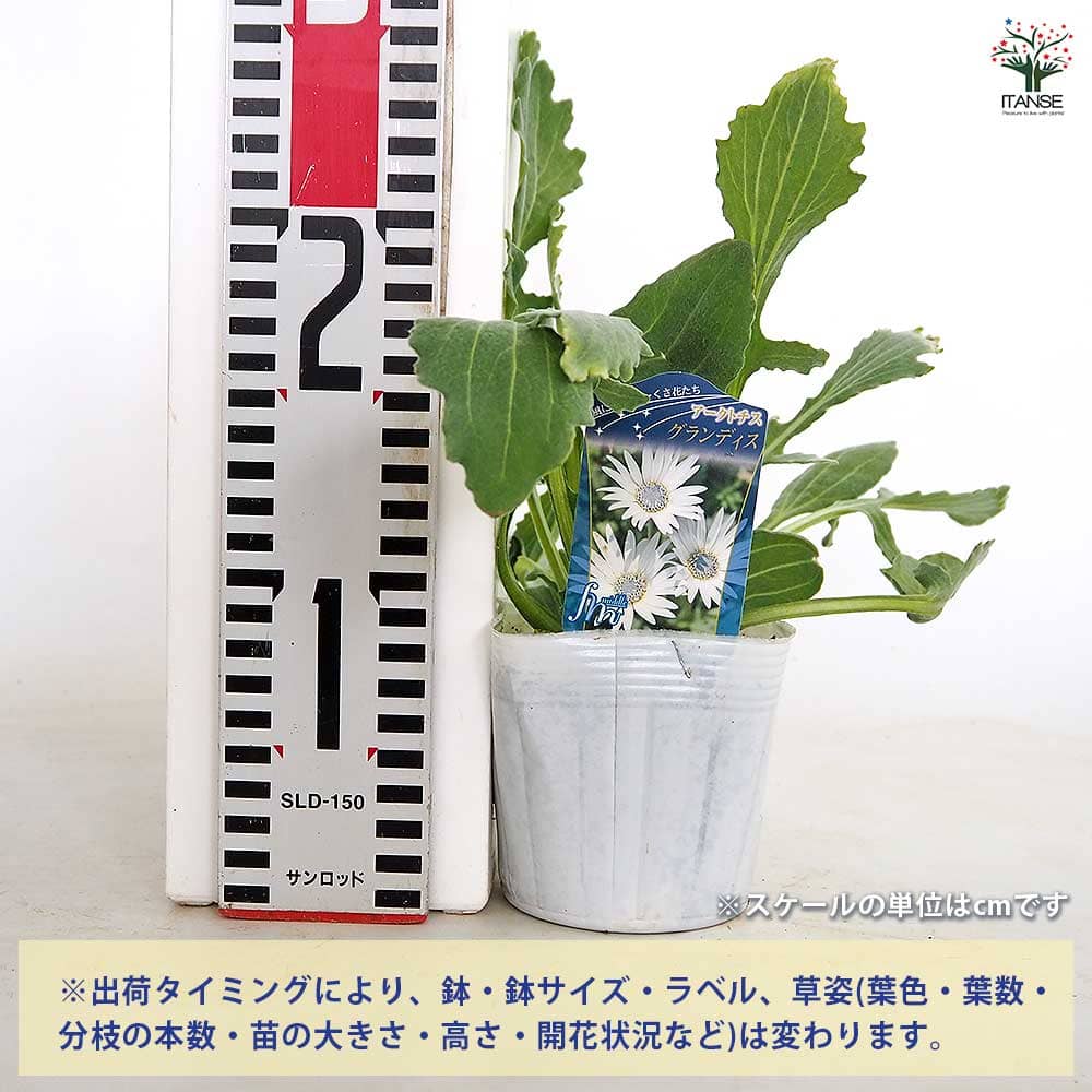 アークトチス グランディス 【花苗 3.5号】｜ 【植物のITANSE
