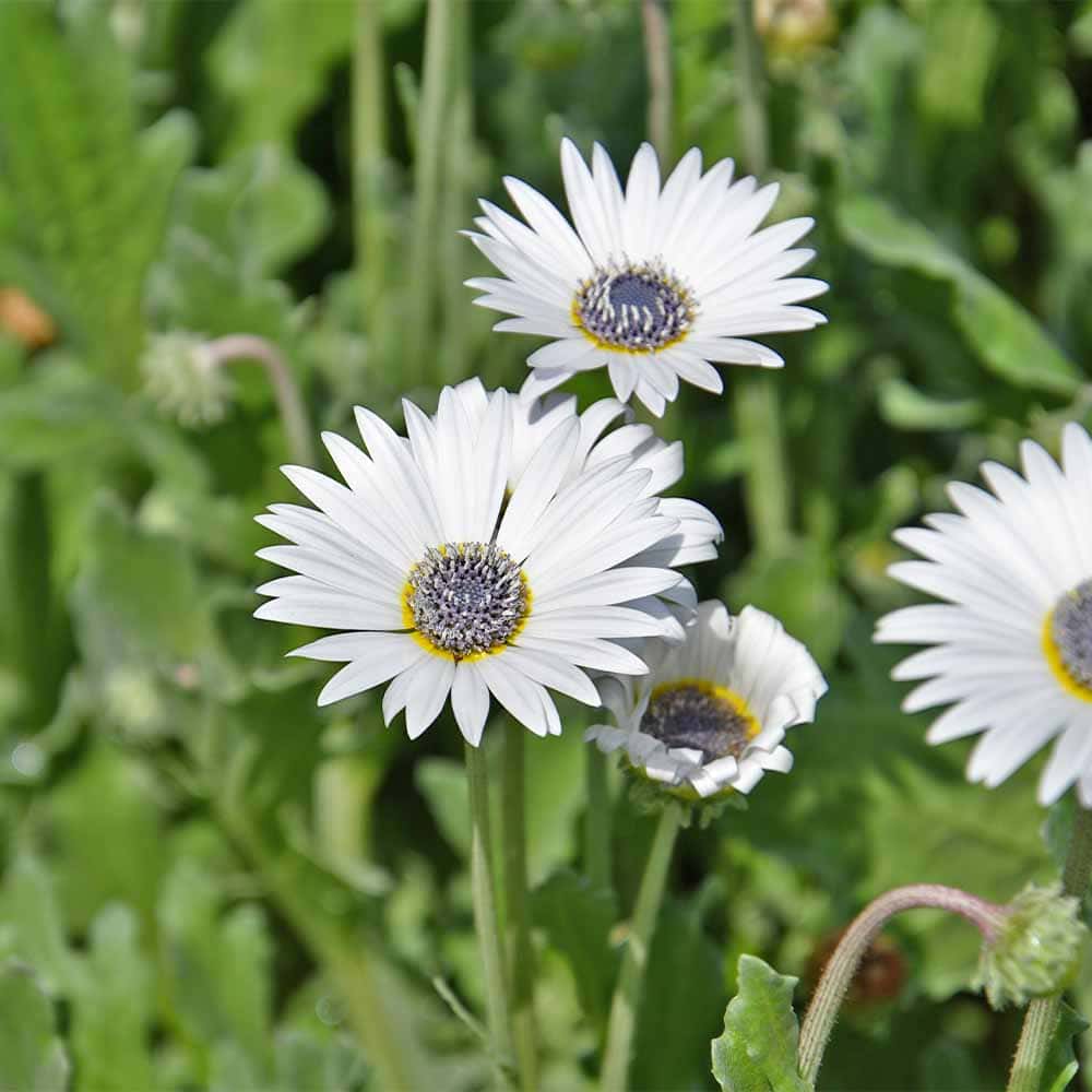 アークトチス グランディス 【花苗 3.5号】