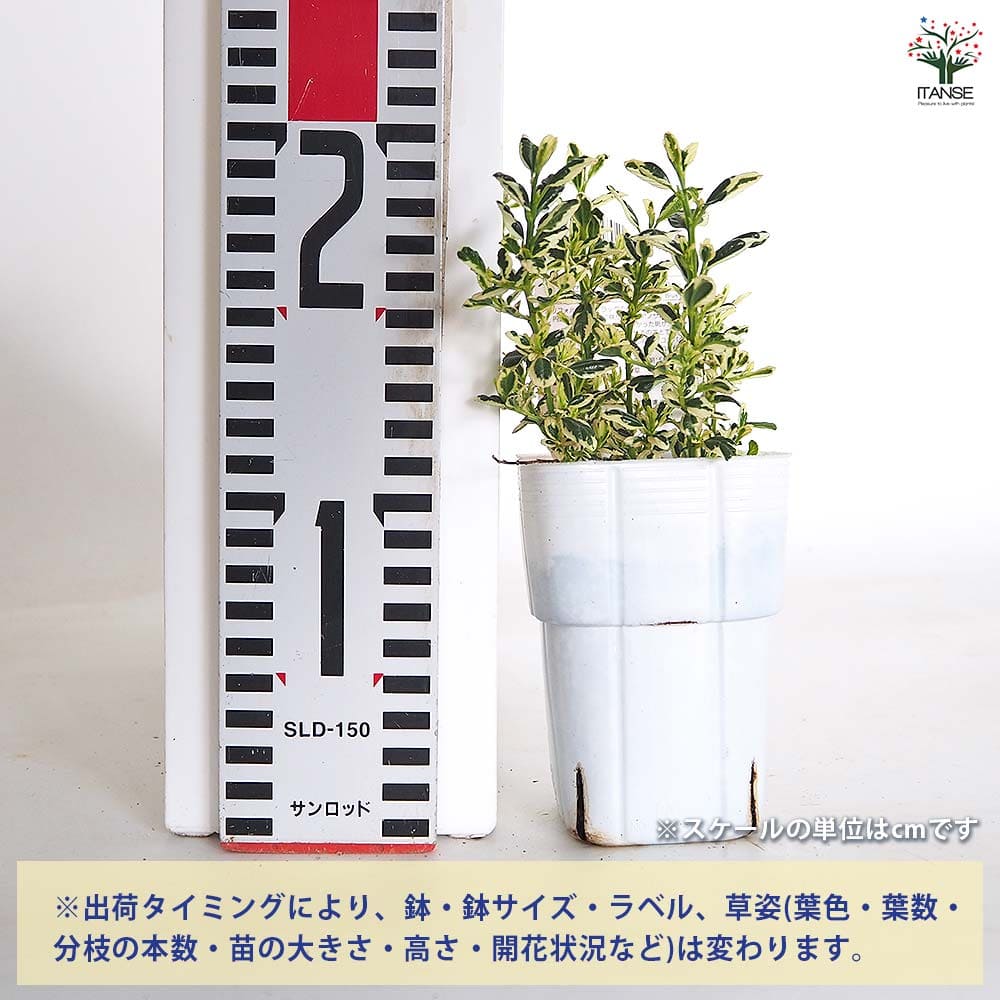 セアノサス シルシフロルス クールブルー 【花木苗 3号】｜ 【植物の
