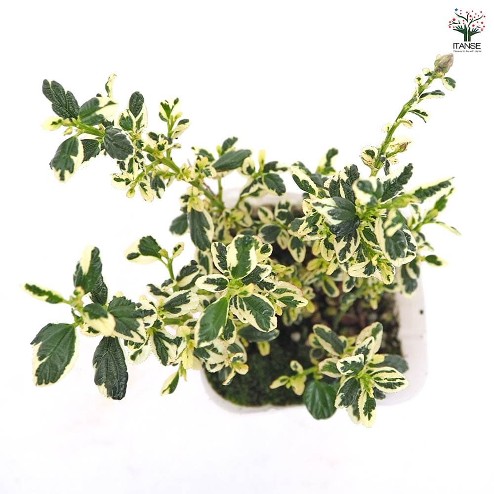 セアノサス シルシフロルス クールブルー 【花木苗 3号】｜ 【植物の