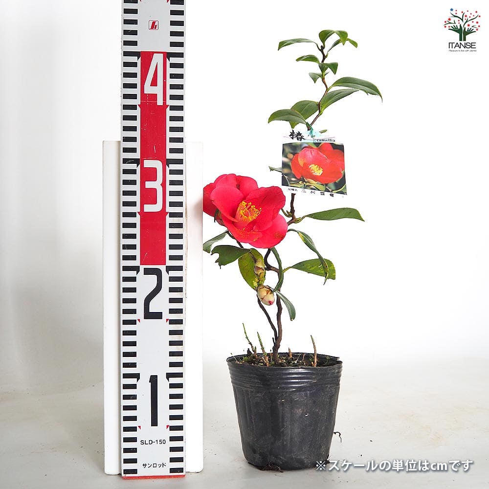 椿(ツバキ)の苗木 三河雲竜 【花木苗 4号／1個売り】｜ 【植物の