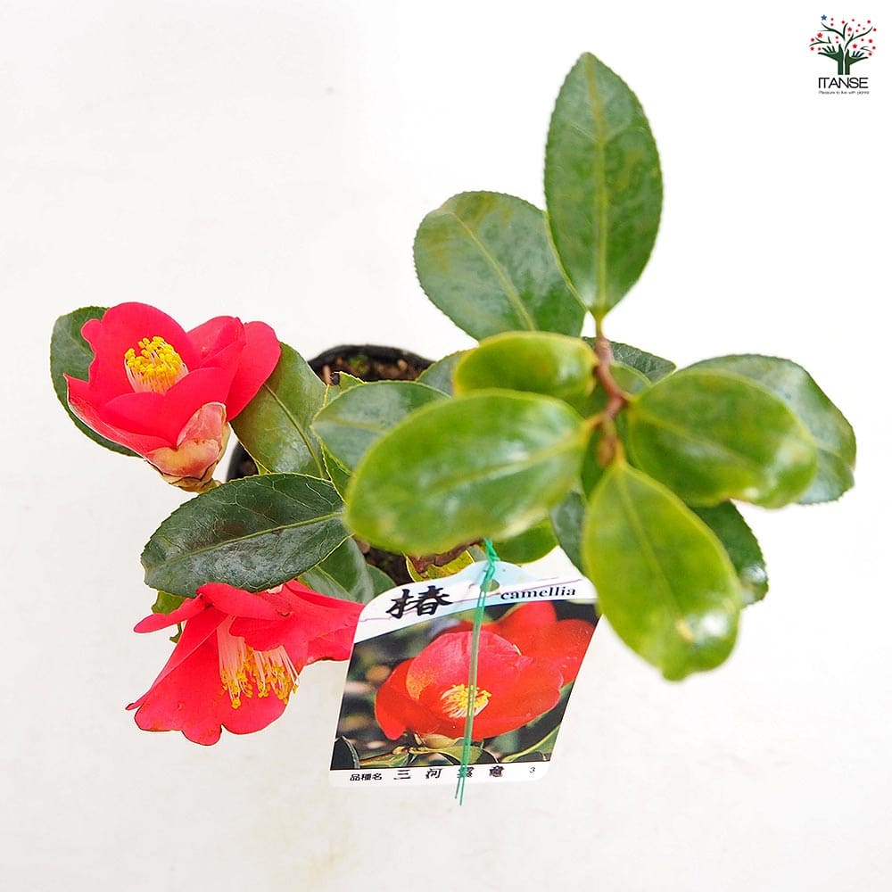 椿(ツバキ)の苗木 三河雲竜 【花木苗 4号／1個売り】｜ 【植物の