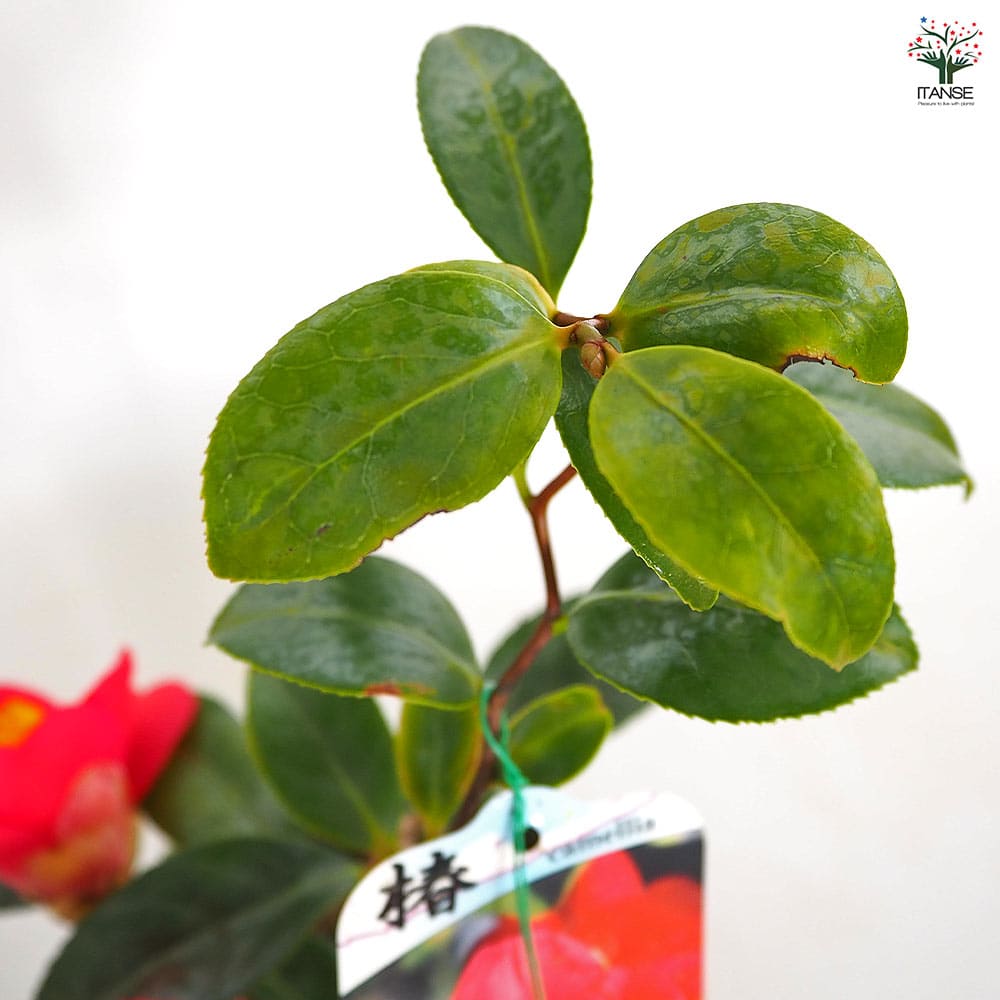 あきこ様 ご予約大苗１+小苗3 南蛮紅 椿苗木 椿(ツバキ)の苗木 三河雲竜 【花木苗 4号／1個売り】｜ 【植物の