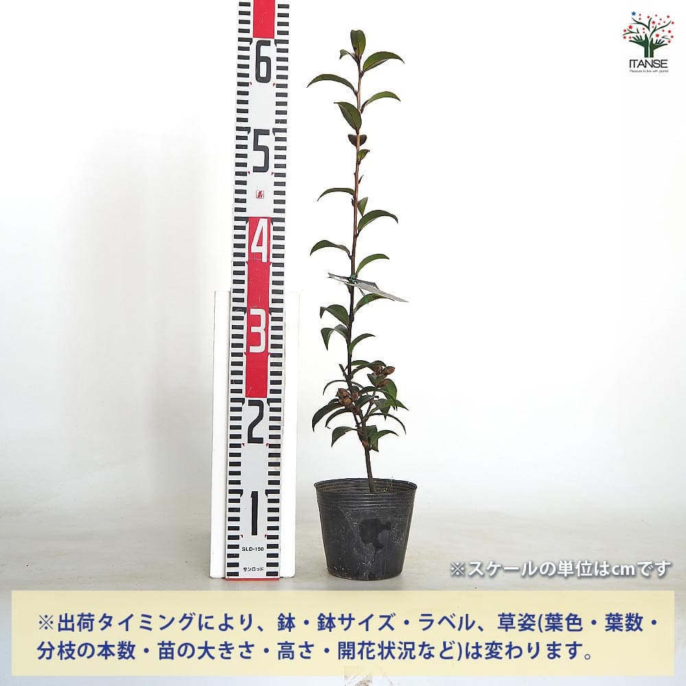 椿(ツバキ)の苗木 黒椿 ナイトライダー 【花木苗 4号／1個売り