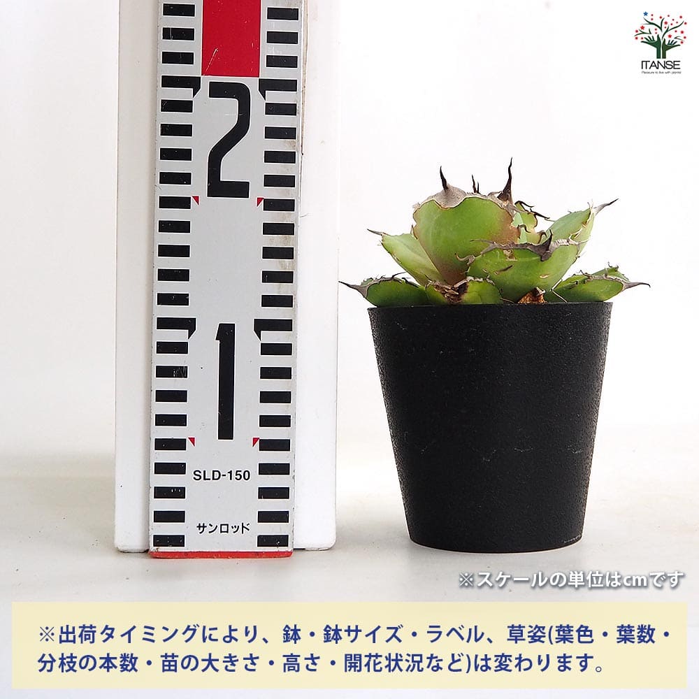 アガベまとめ売り アガベチタノタ通販で水やり頻度を決める基準 - 豊明卸問屋ドットコム