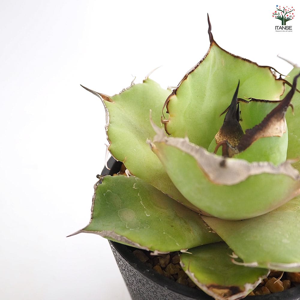 アガベ　観葉植物　多肉植物 多肉植物】Agave potatorum 