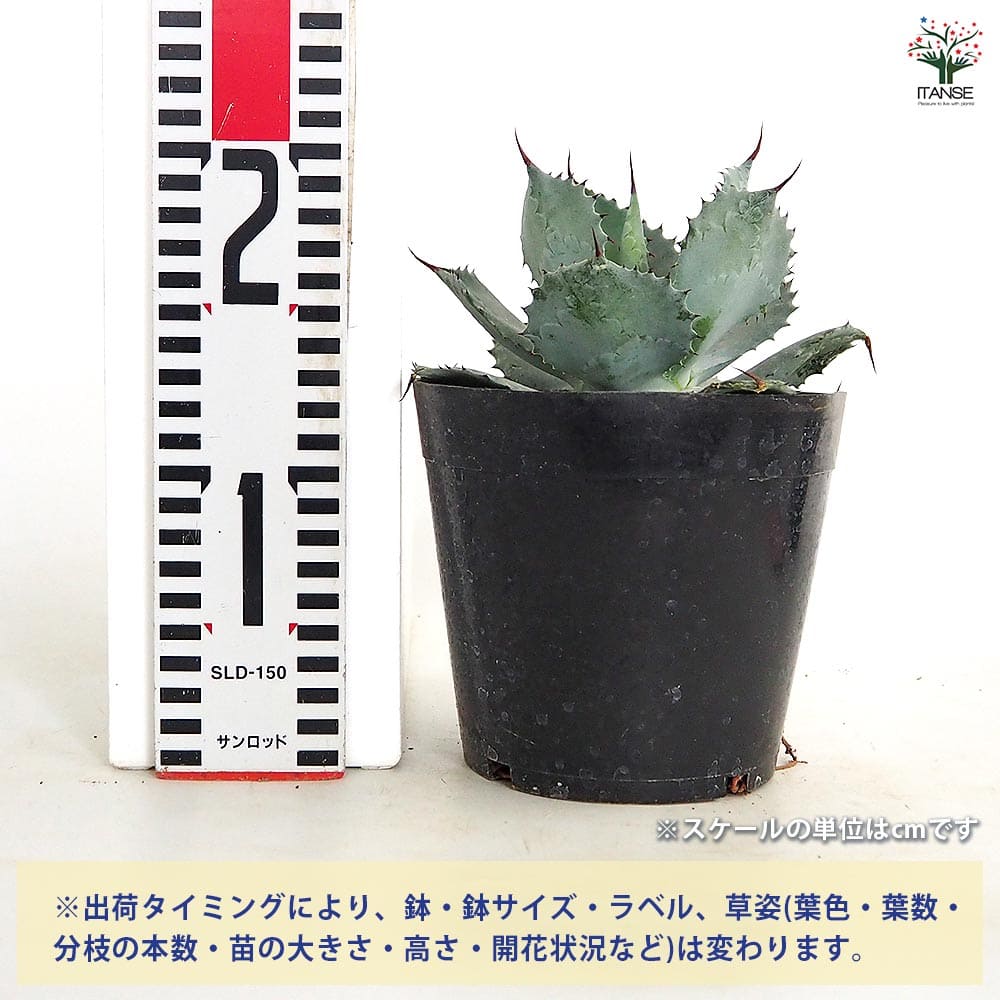 アガベ　雷神　 園芸ネット本店｜アガベ：雷神（らいじん）5号鉢植え の通販【公式】