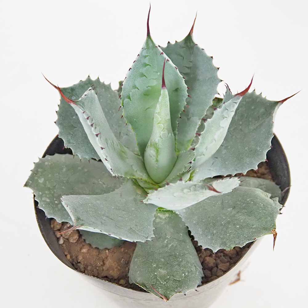 アガベ 雷神 【多肉植物 5号／1個売り】｜ 【植物のITANSE】全品