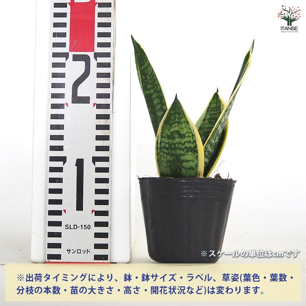 サンスベリア グリーングランデ 【観葉植物 3号】｜ 【植物の
