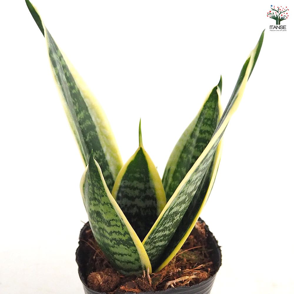 サンスベリア グリーングランデ 【観葉植物 3号】｜ 【植物の