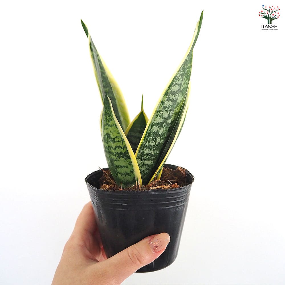 サンスベリア グリーングランデ 【観葉植物 3号】｜ 【植物の